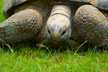 giant tortoise - galapagos islands